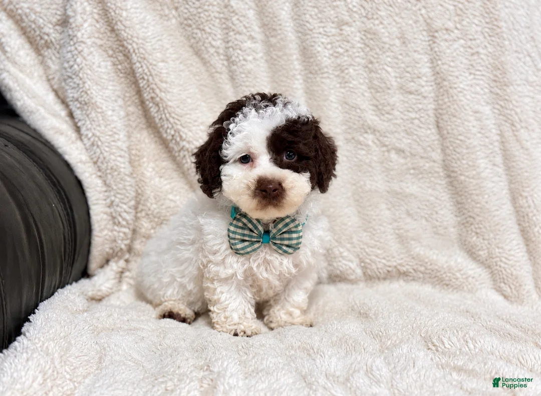 Toy Poodle dogs for sale: Oreo - Ad 1