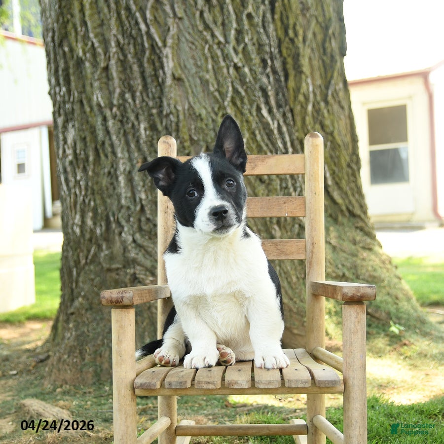 Mixed Breed dogs Ollie - Ad 1