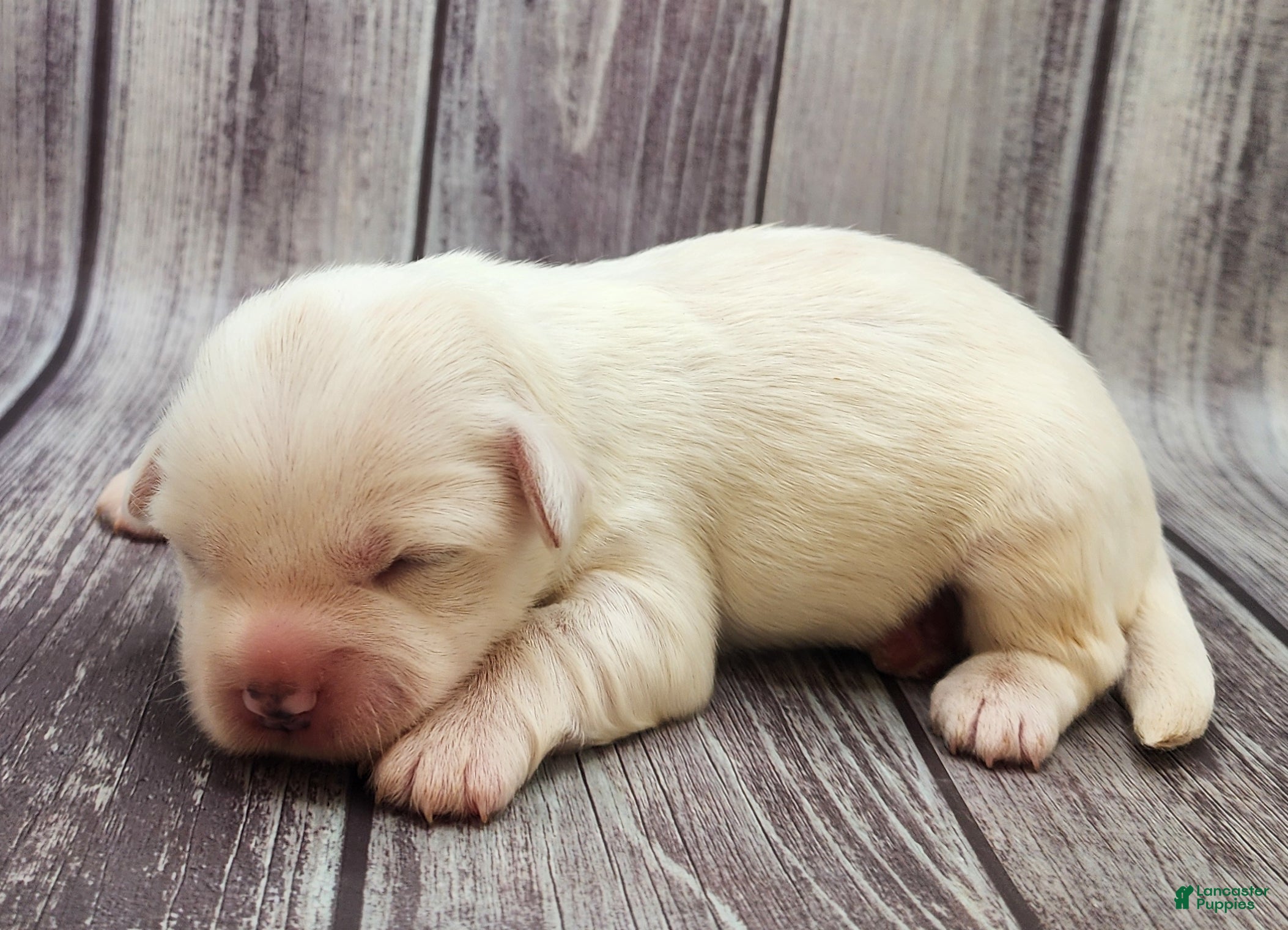 Mixed Breed dogs Yeti  - Ad 6