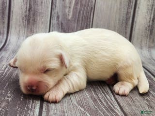 Mixed Breed dogs Yeti - Ad 20