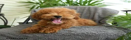 Miniature Poodle dogs for sale: Jack  - Ad 2