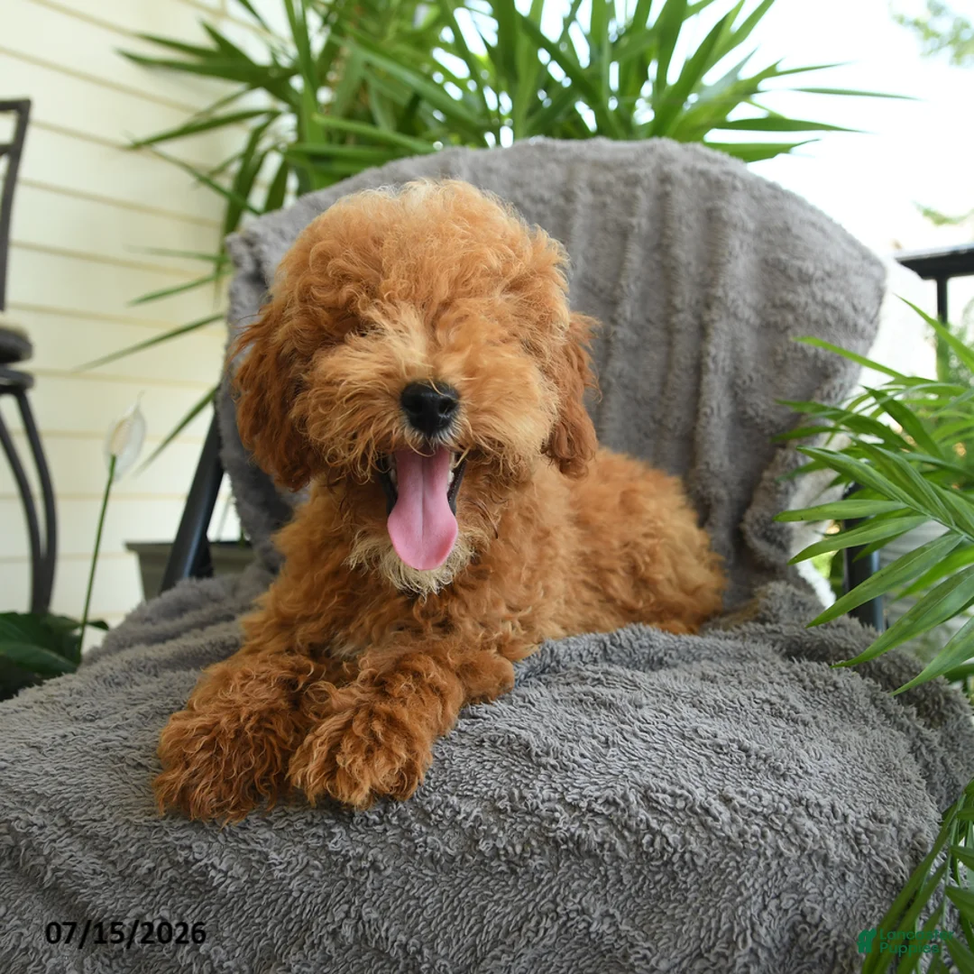 Miniature Poodle dogs for sale: Jack  - Ad 2