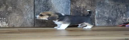 Beagle dogs for sale: Brett - Ad 6