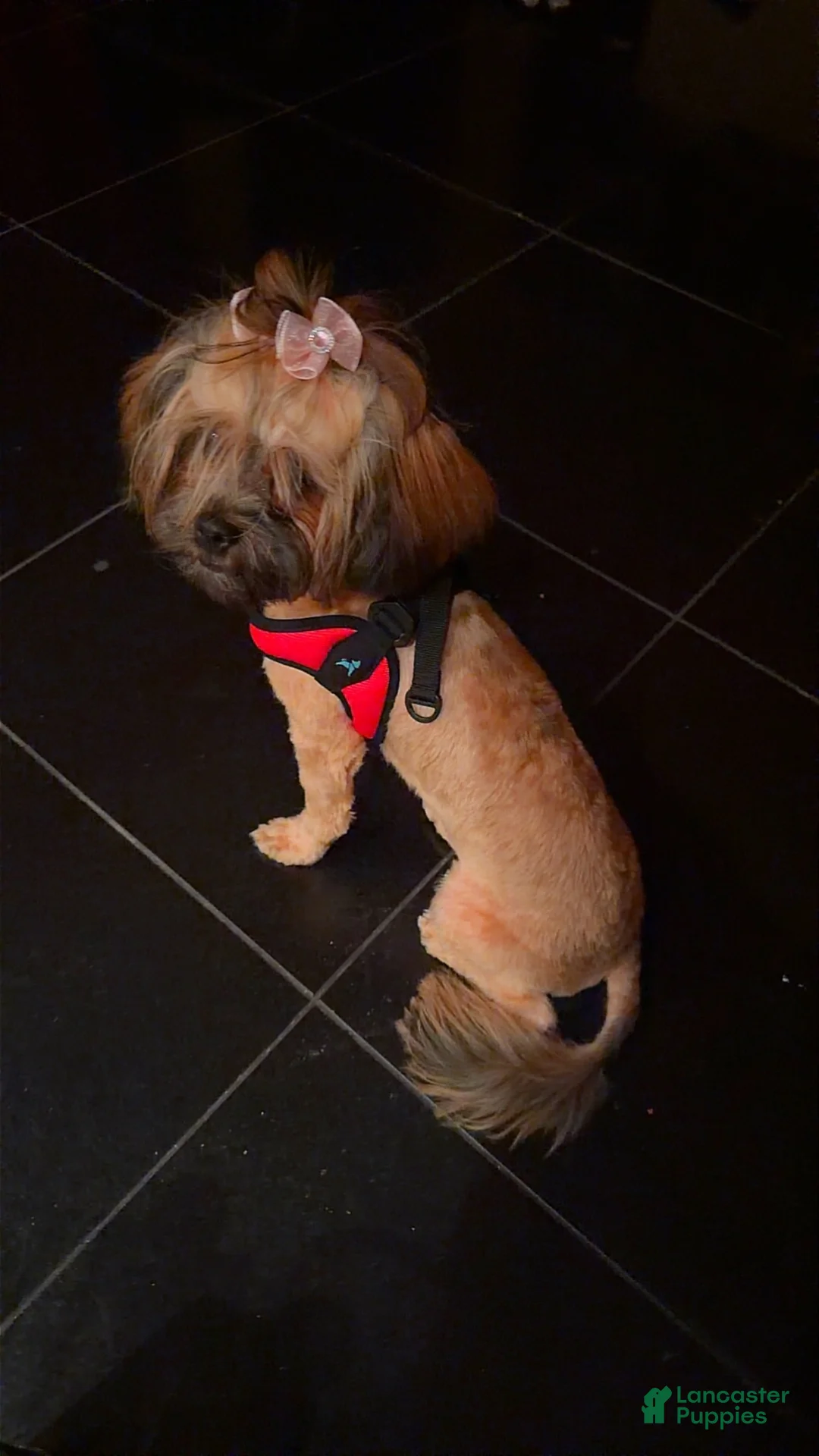 Shihpoo dogs for sale: Milano  - Ad 3