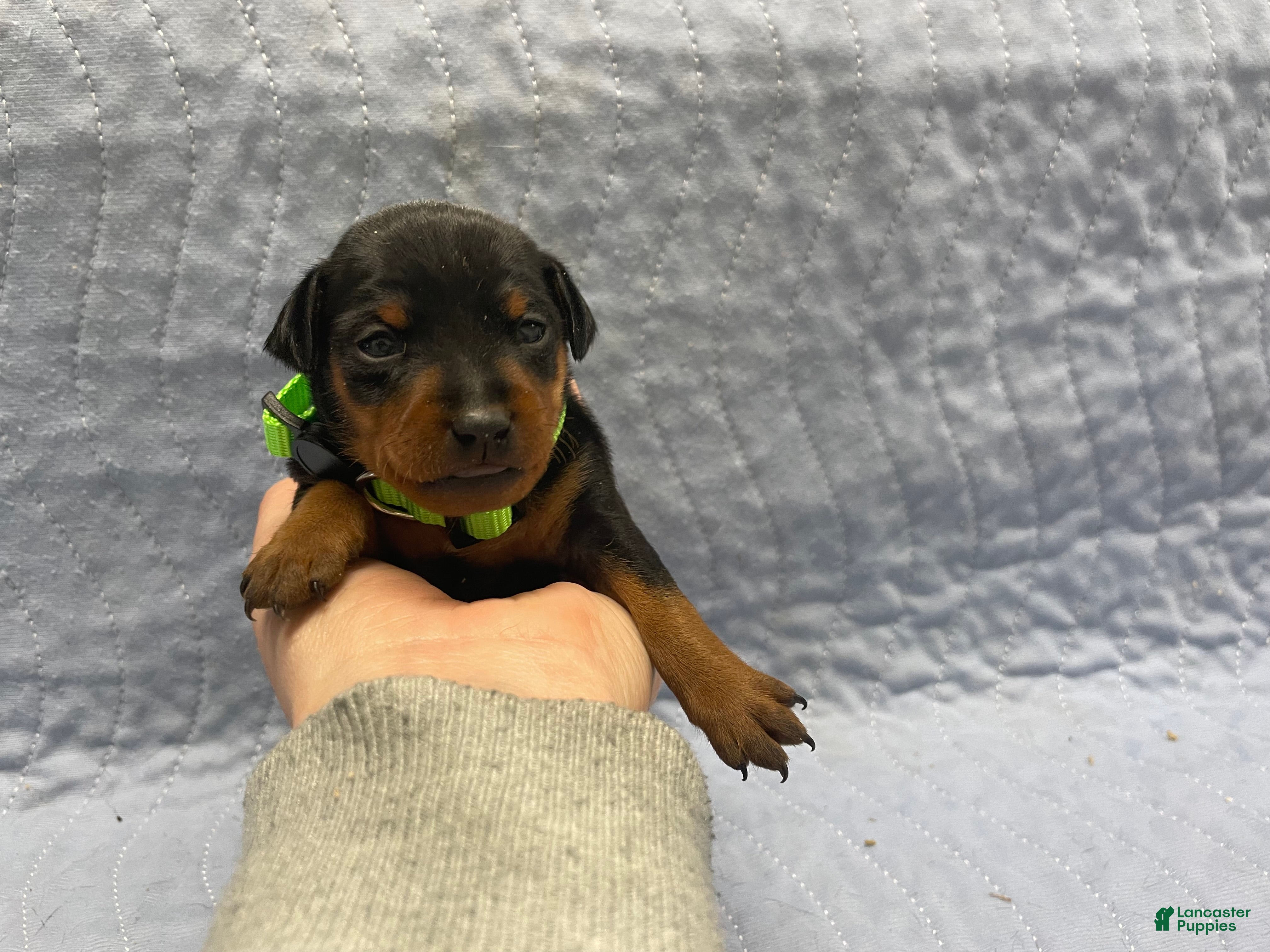 Miniature Pinscher dogs Miniature Pinscher Puppy 2 - Ad 18