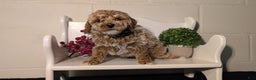 Miniature Poodle dogs for sale: Hunter  - Ad 4