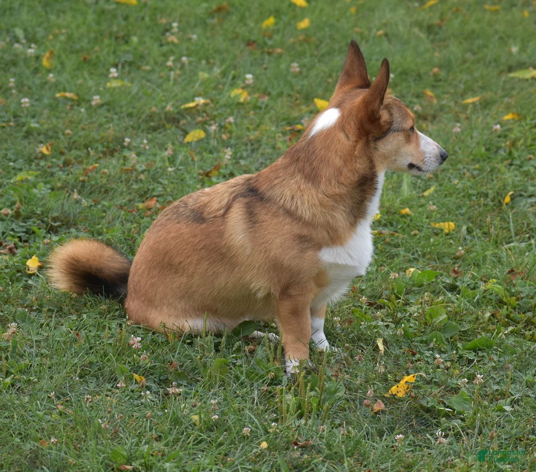 Welsh Corgi Pembroke dogs for sale: Ava - Ad 18