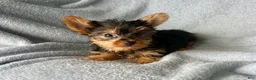 Yorkshire Terrier dogs for sale: Stanley-Yorkshire Terrier 1 - Ad 8