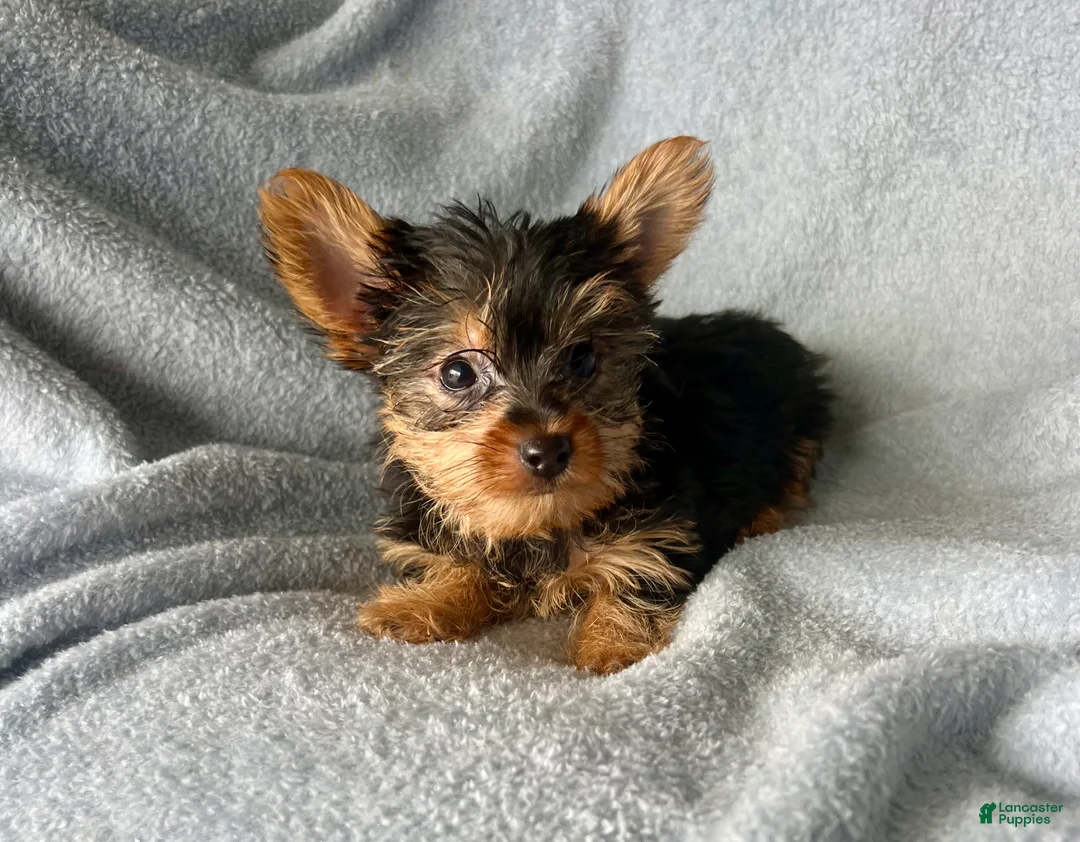 Yorkshire Terrier dogs for sale: Stanley-Yorkshire Terrier 1 - Ad 8
