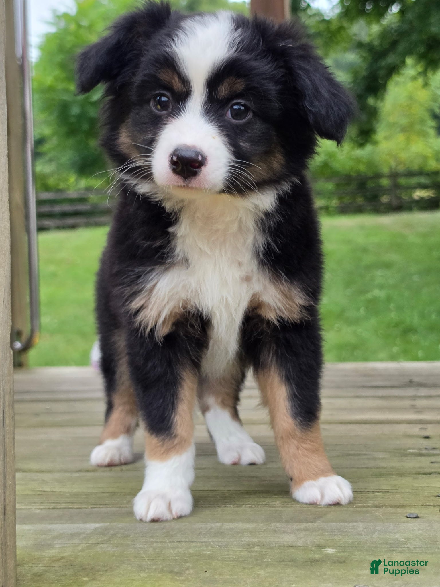 Miniature Australian Shepherd dogs for sale: Cruze - Ad 2