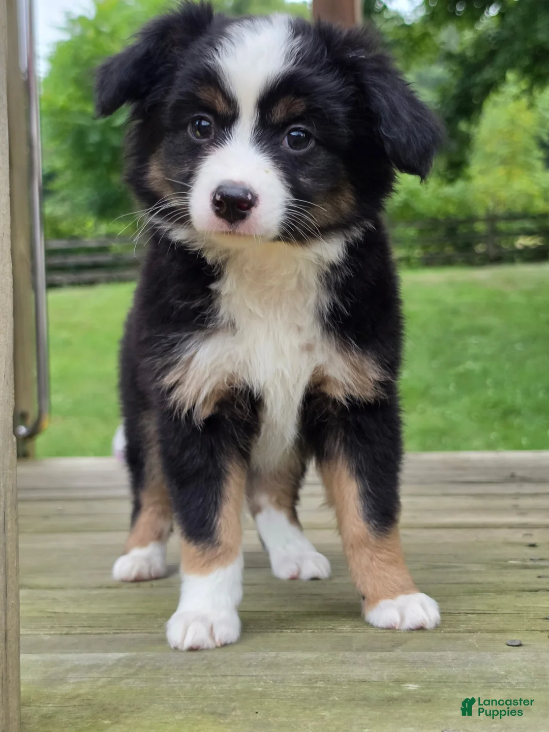 Miniature Australian Shepherd dogs for sale: Cruze - Ad 1