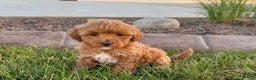 Cavapoo dogs for sale: Karla - Ad 9
