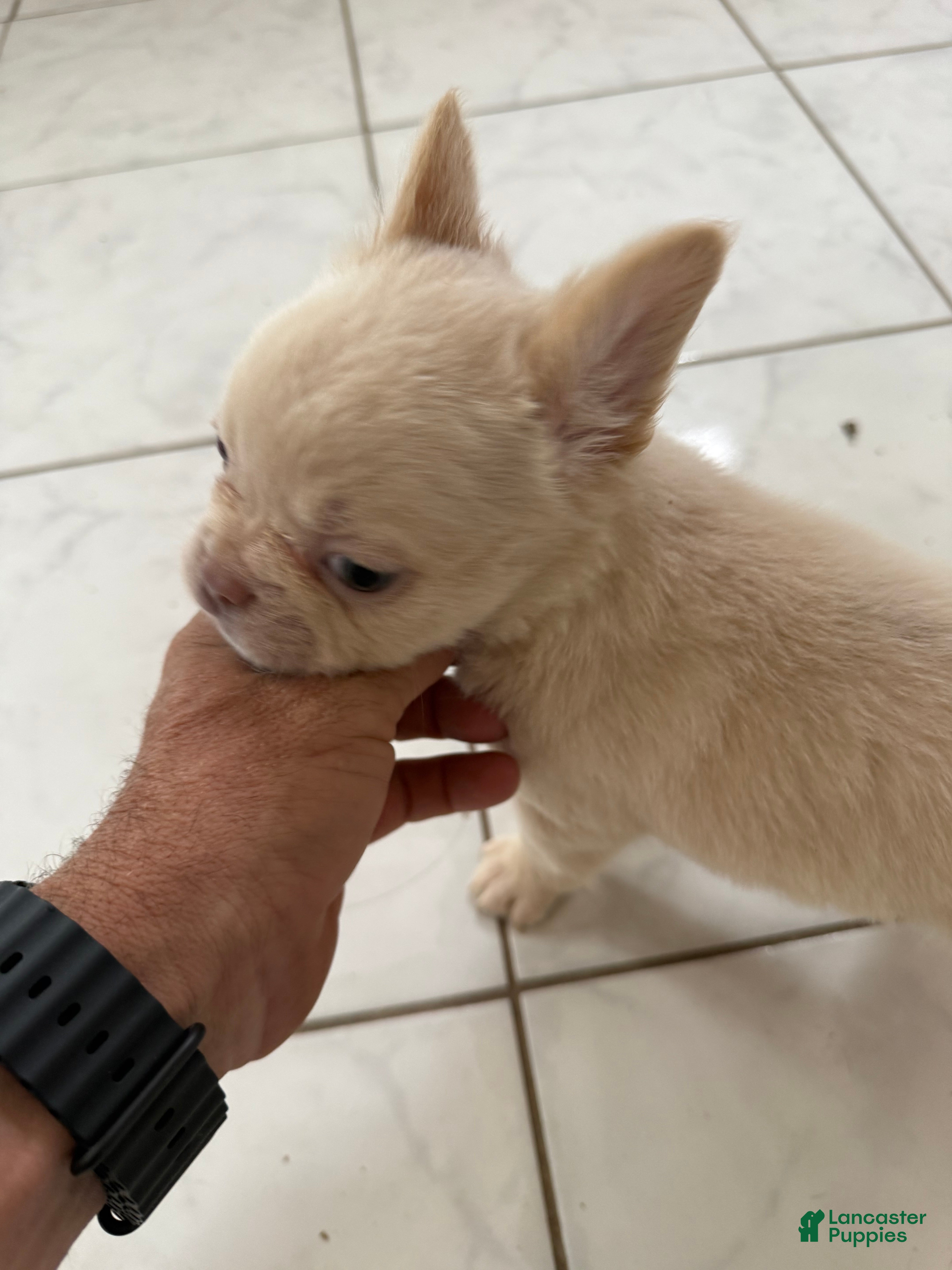 French Bulldog dogs Fluffy female cream or platinum  - Ad 31
