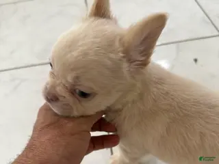 French Bulldog dogs Fluffy female cream or platinum - Ad 31