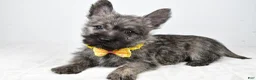 Cairn Terrier dogs for sale: Victor - Ad 2