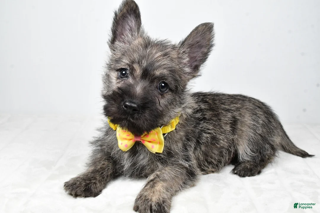Cairn Terrier dogs for sale: Victor - Ad 2