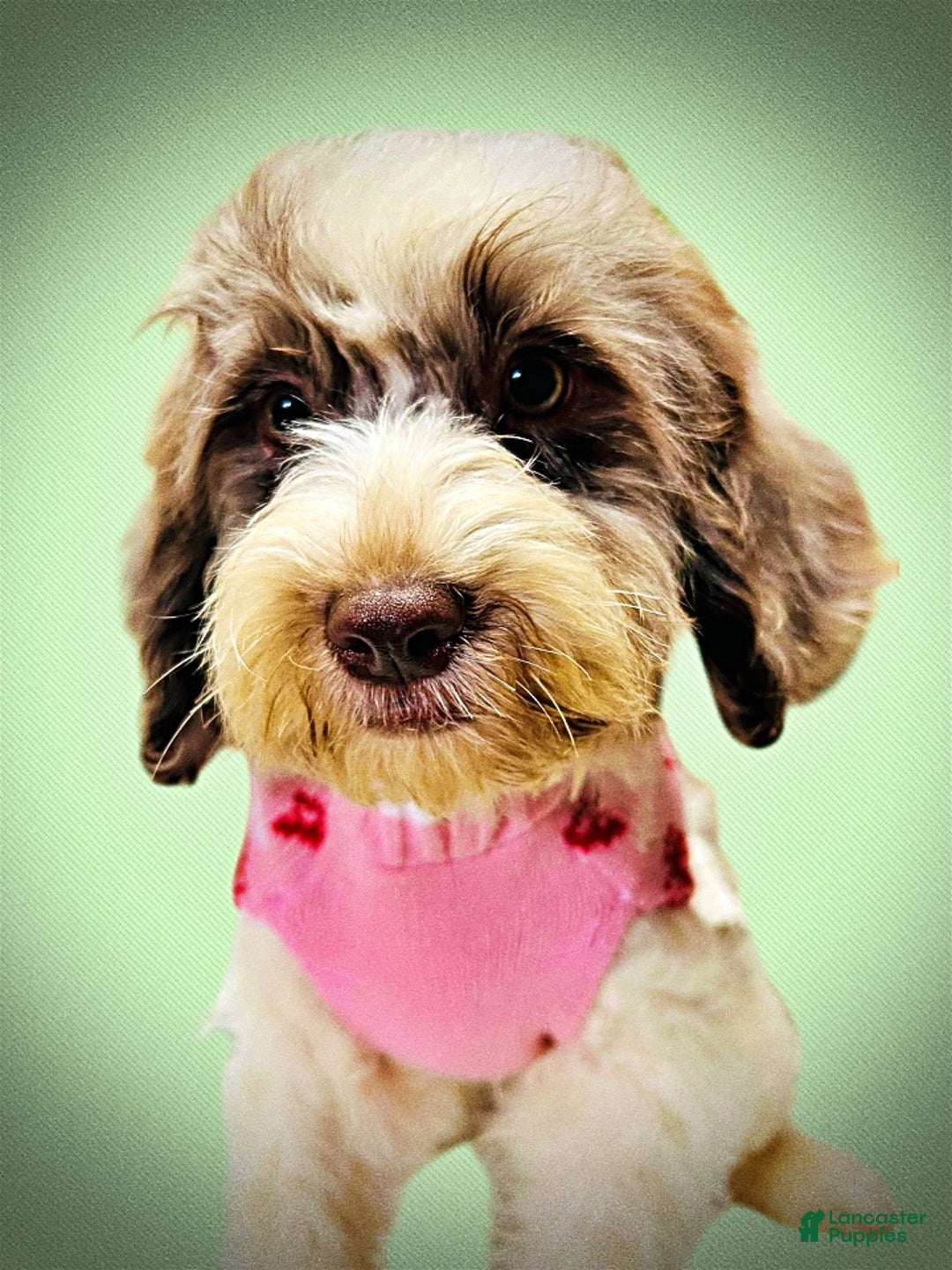 Havapoo dogs for sale: Pixie - Ad 12