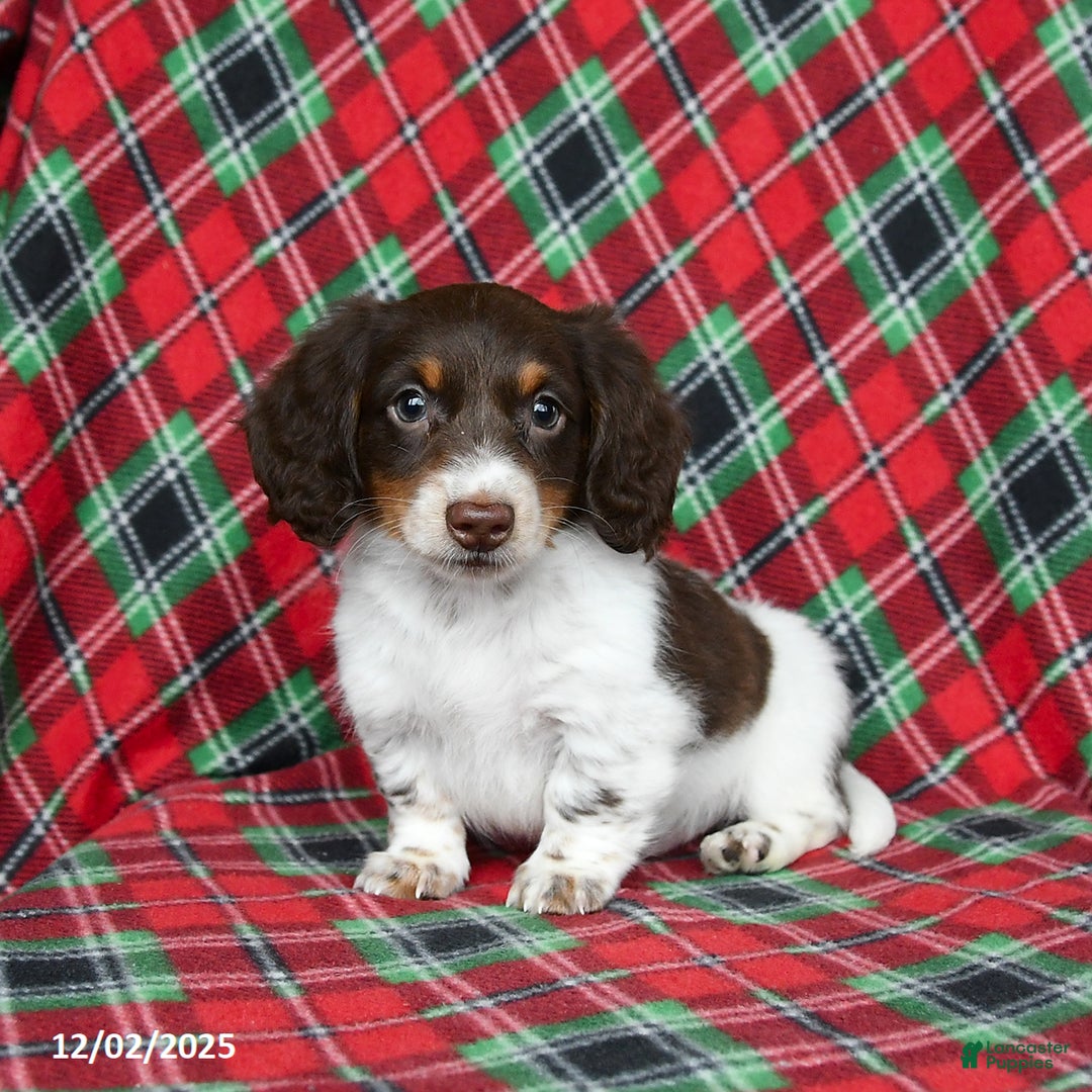 Miniature Dachshund dogs for sale: Icy - Ad 1