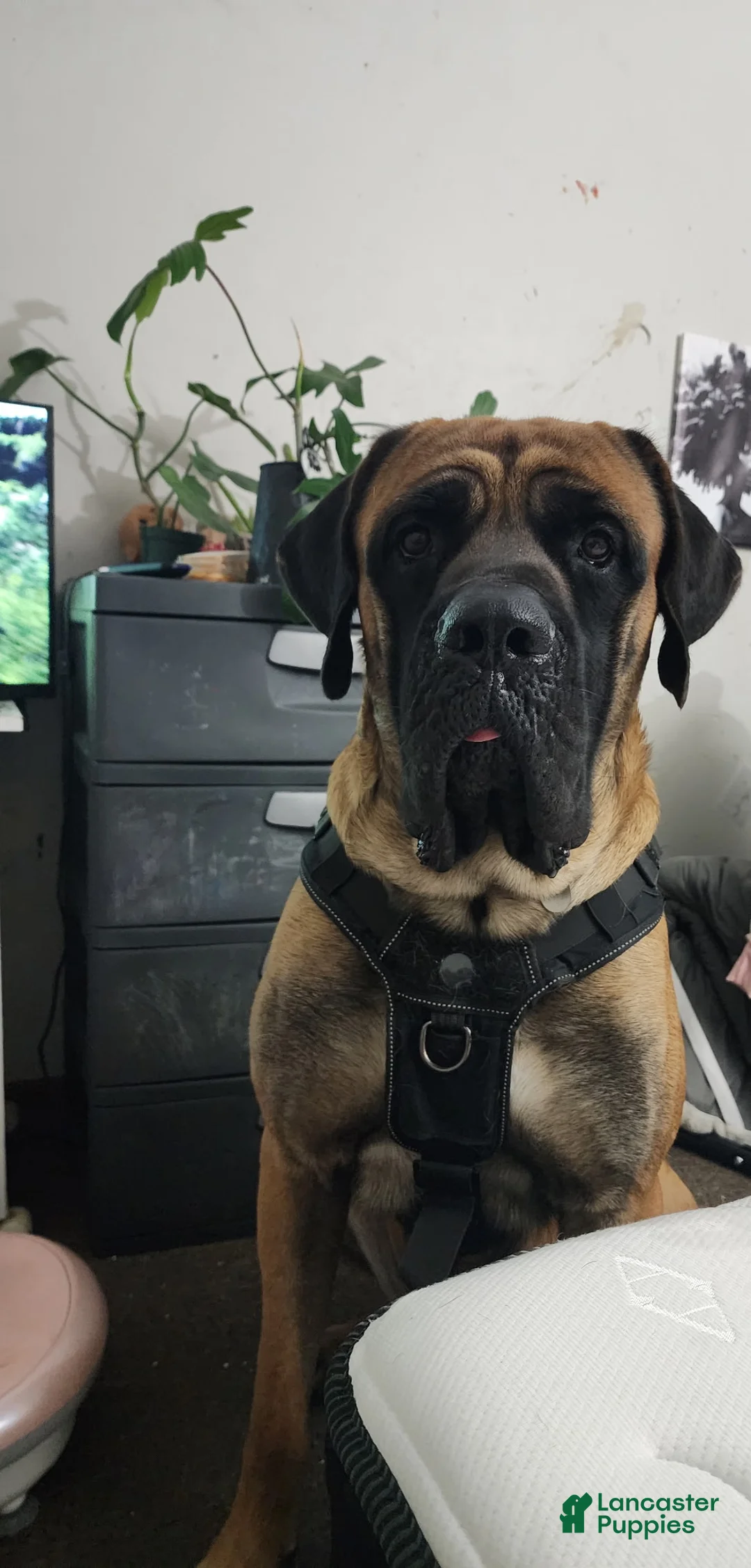 Gallery Image {{count}}