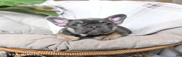 French Bulldog dogs for sale: Tracy - Ad 4