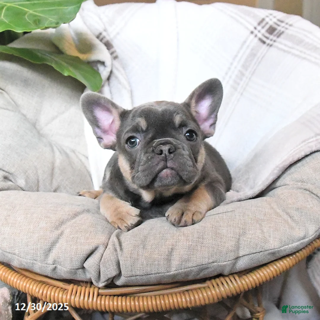 French Bulldog dogs for sale: Tracy - Ad 4
