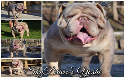 Old English Sheepdog dogs for stud: Skydrives Yoshi - Image 15