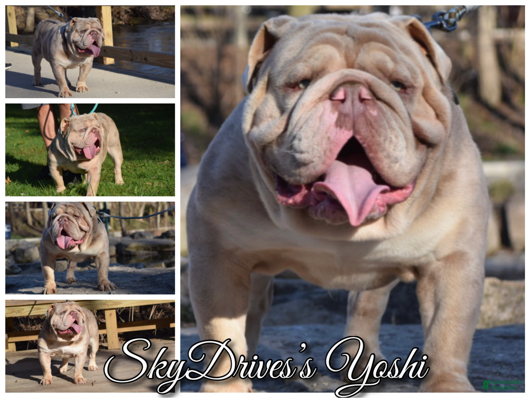 Old English Sheepdog dogs for stud: Skydrives Yoshi - Image 15