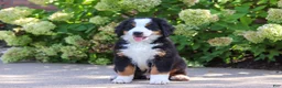 Bernese Mountain Dog dogs for sale: Milo - Ad 9