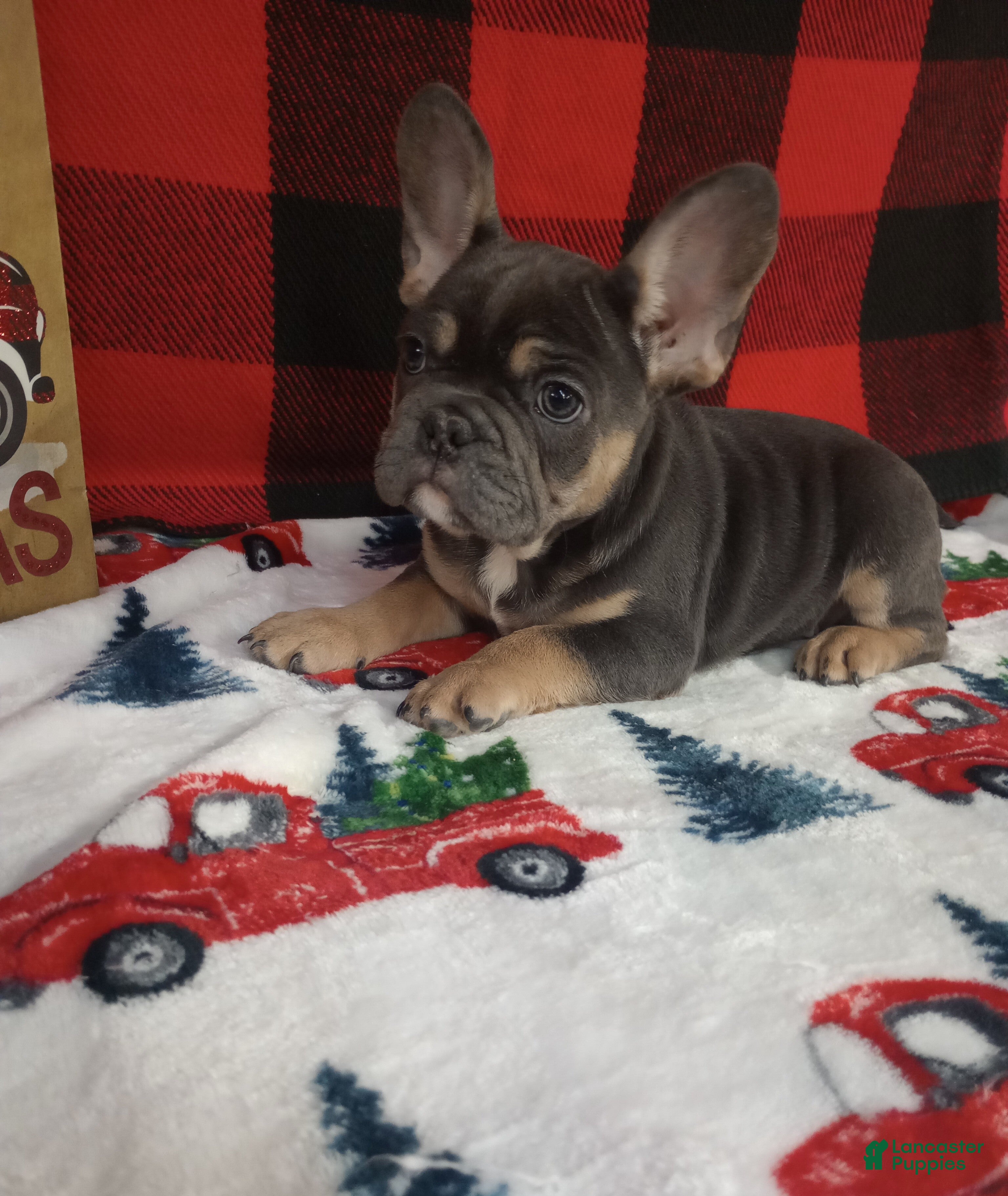 French Bulldog dogs Henry  - Ad 27