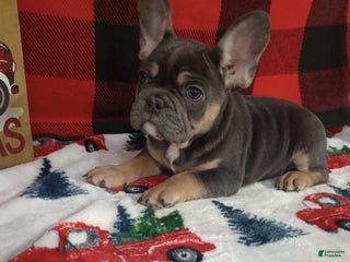 French Bulldog dogs Henry - Ad 29