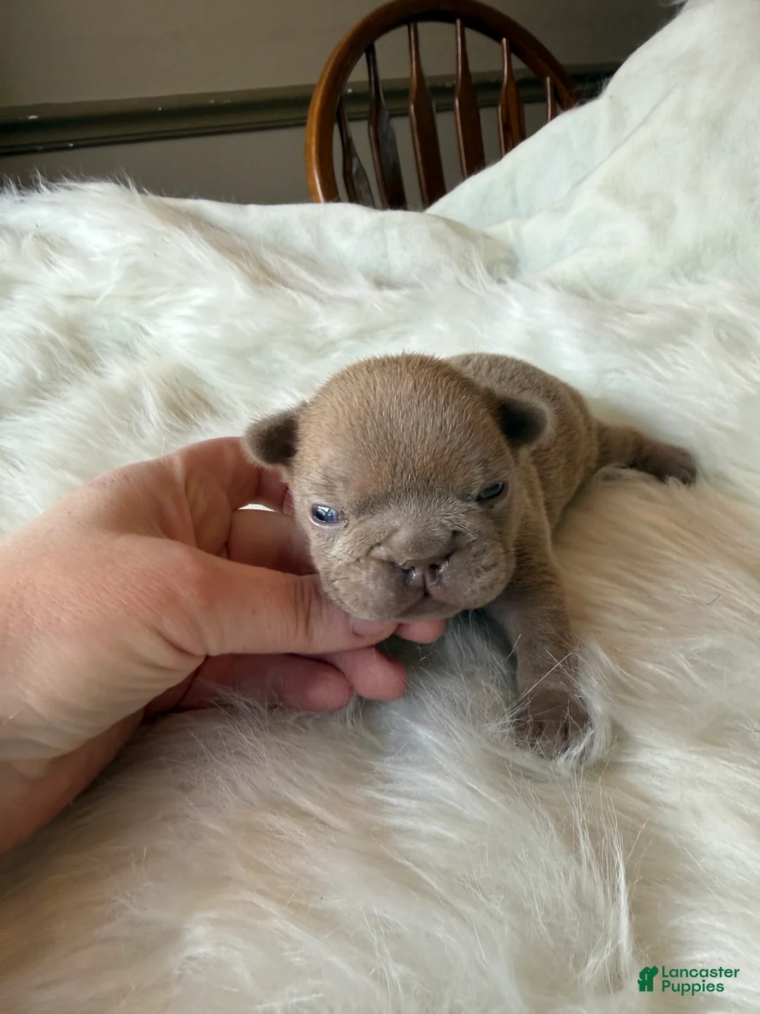 French Bulldog dogs for sale: French Bulldog Puppy 1 - Ad 1