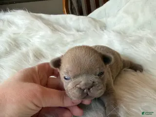 French Bulldog dogs for sale: French Bulldog Puppy 1 - Ad 1