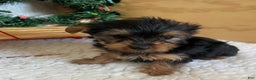 Yorkshire Terrier dogs for sale: Randy - Ad 6