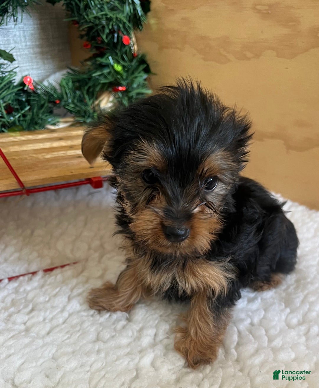 Yorkshire Terrier dogs for sale: Randy - Ad 6