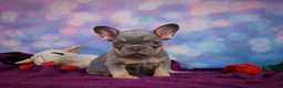 French Bulldog dogs for sale: Diesel - Ad 5