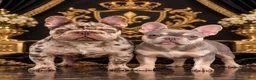 French Bulldog dogs for sale: Bluey - Ad 6