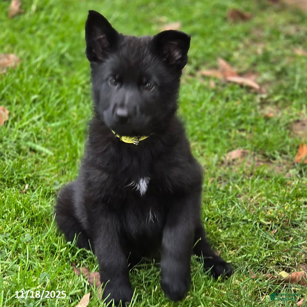 German Shepherd dogs for sale: Beyonce - Ad 2