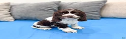 Cocker Spaniel dogs for sale: Callie - Ad 3