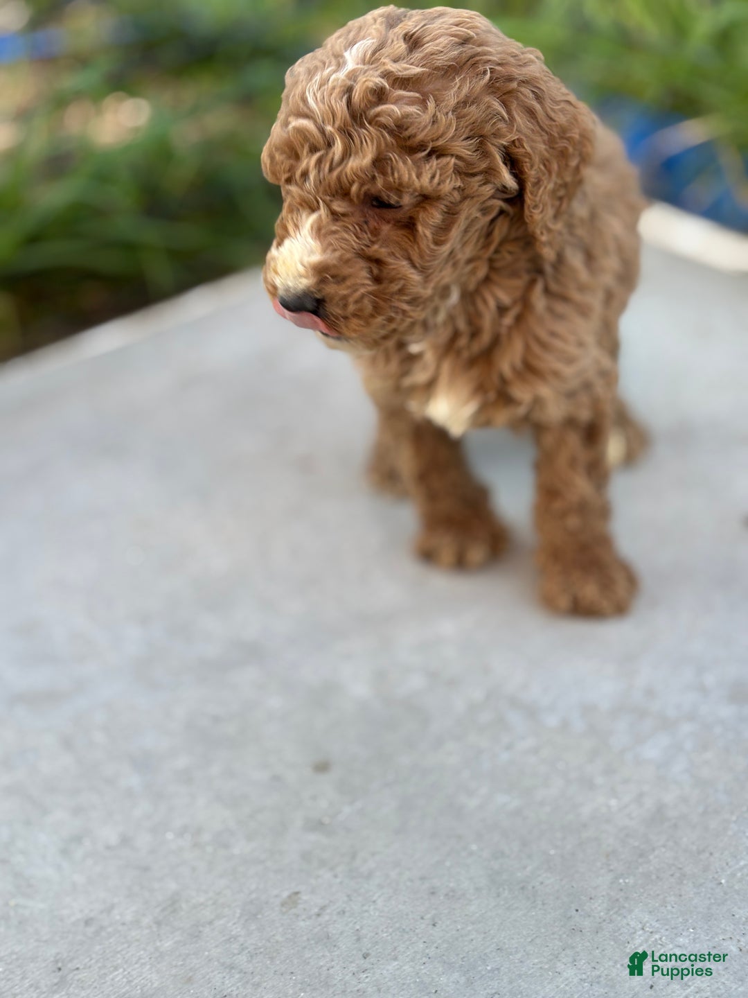 Standard Poodle dogs for sale: Atlas - Ad 6