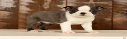 Boston Terrier dogs for sale: Rita - Ad 1