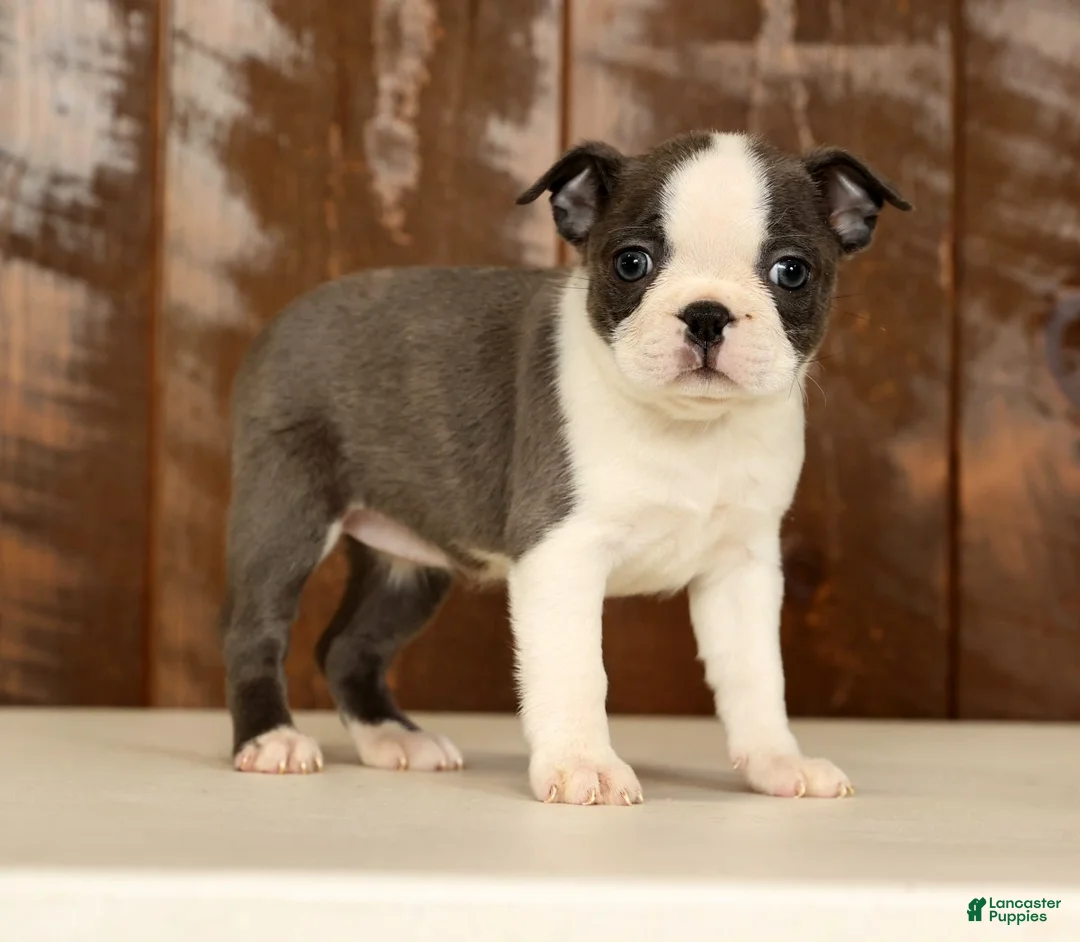 Boston Terrier dogs for sale: Rita - Ad 1