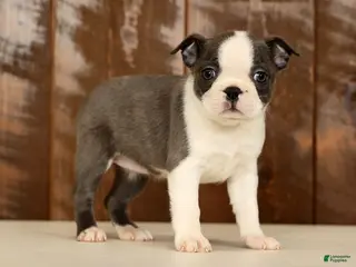 Boston Terrier dogs Rita - Ad 1