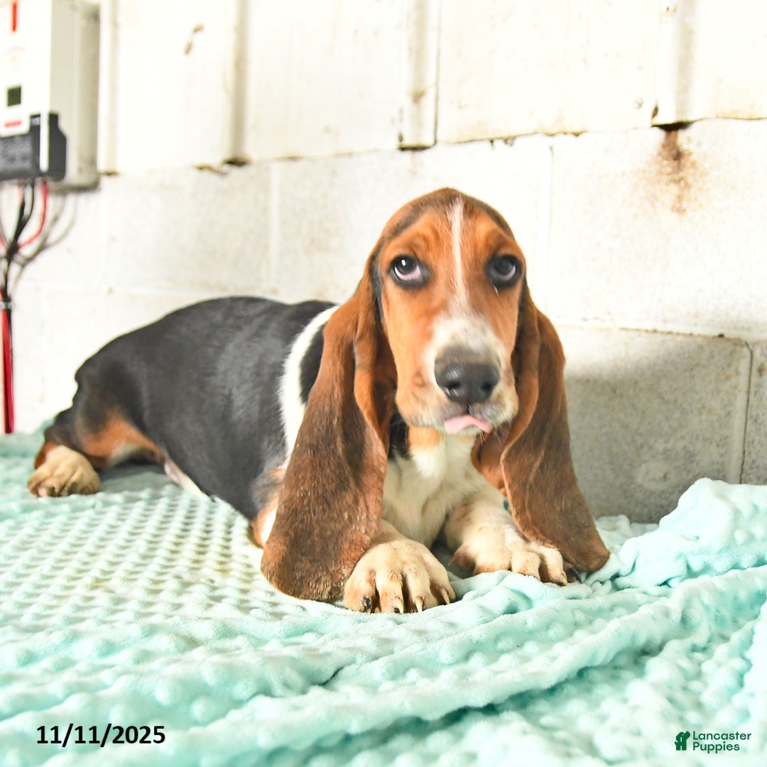Basset Hound dogs for sale: Shadow - Ad 1