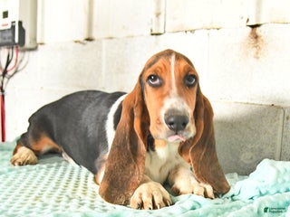 Basset Hound dogs Shadow - Ad 38
