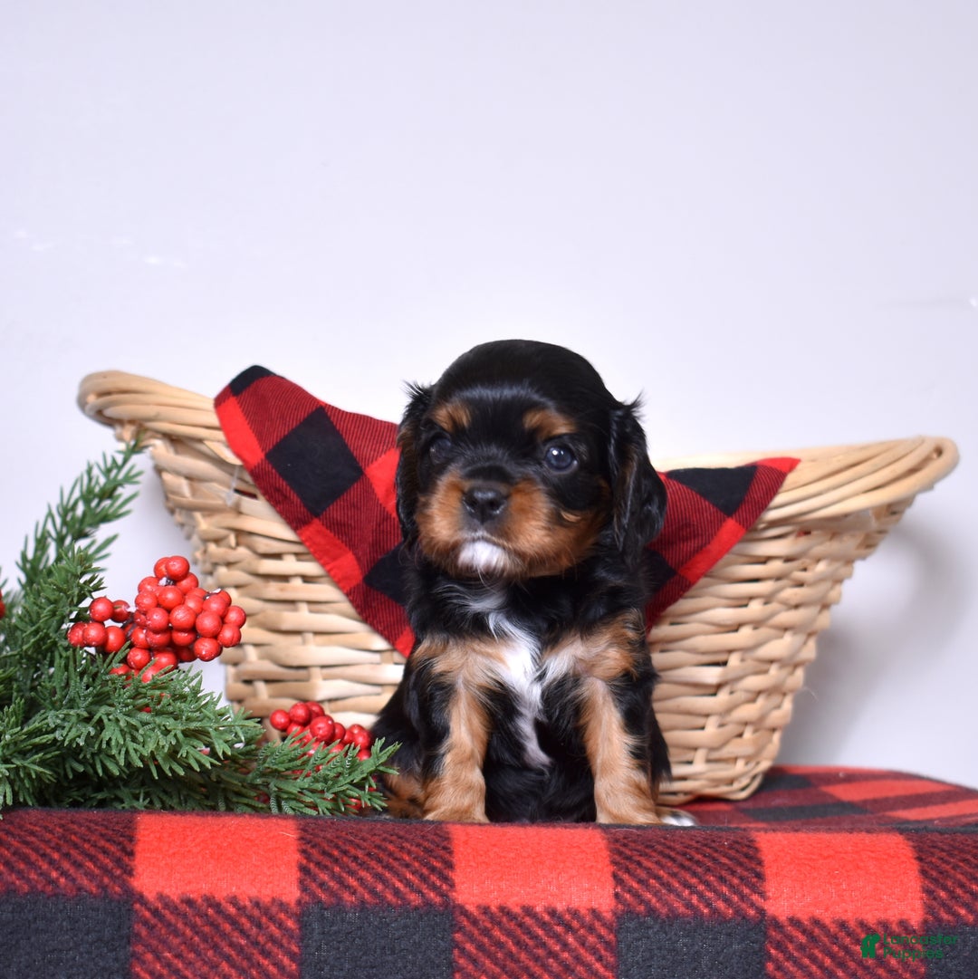 Cavalier King Charles Spaniel dogs for sale: Ranger  - Ad 4