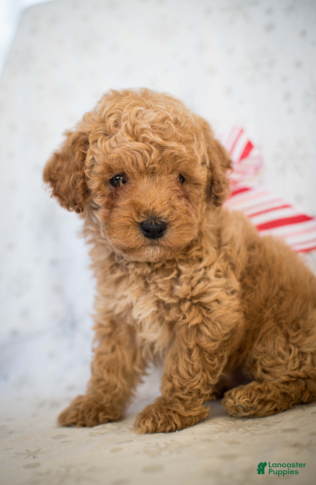 Miniature Poodle dogs for sale: Marley - Ad 7