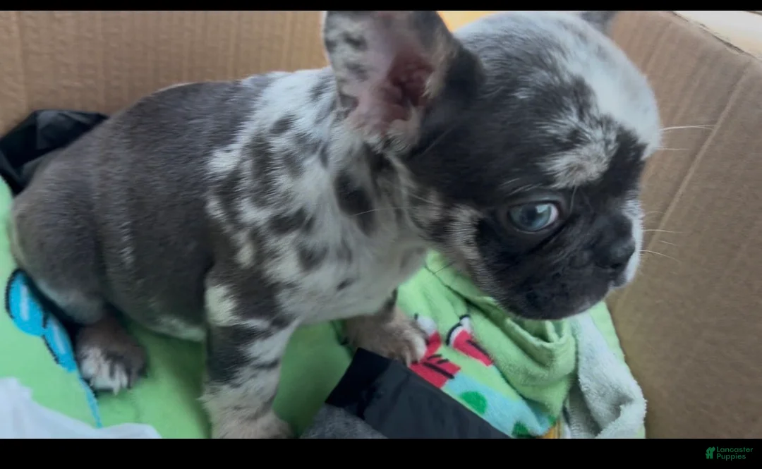 French Bulldog dogs for sale: French Bulldog Puppy 2 - Ad 2