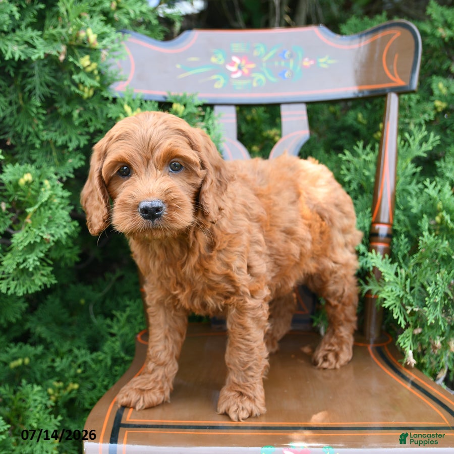 Cockapoo dogs Sirus - Ad 2