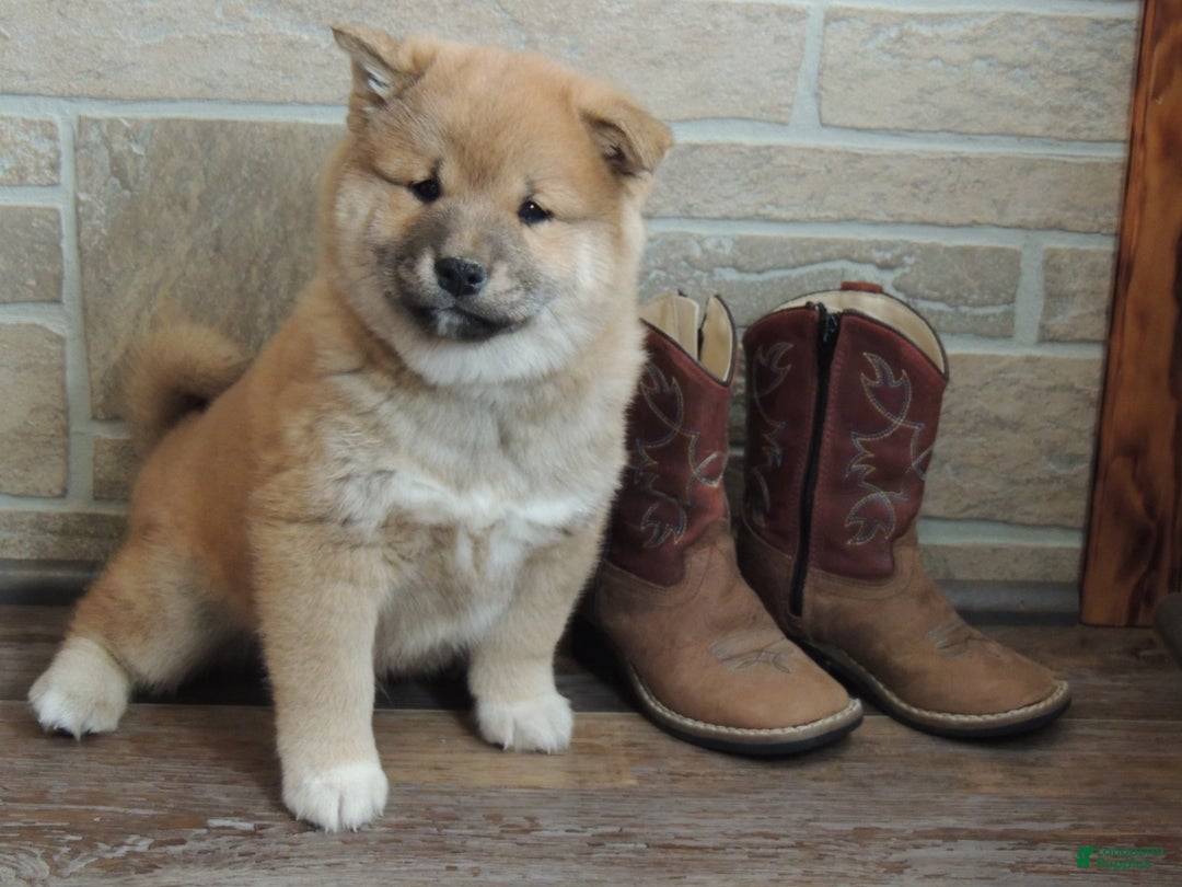 Shiba Inu dogs for sale: DAKOTA - Ad 4