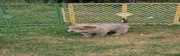 Shar Pei dogs for sale: Roman - Ad 11